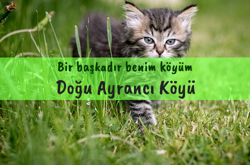 Doğu Ayrancı Köyü